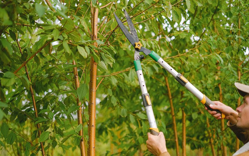 Tree trimming in La Salle, CO
